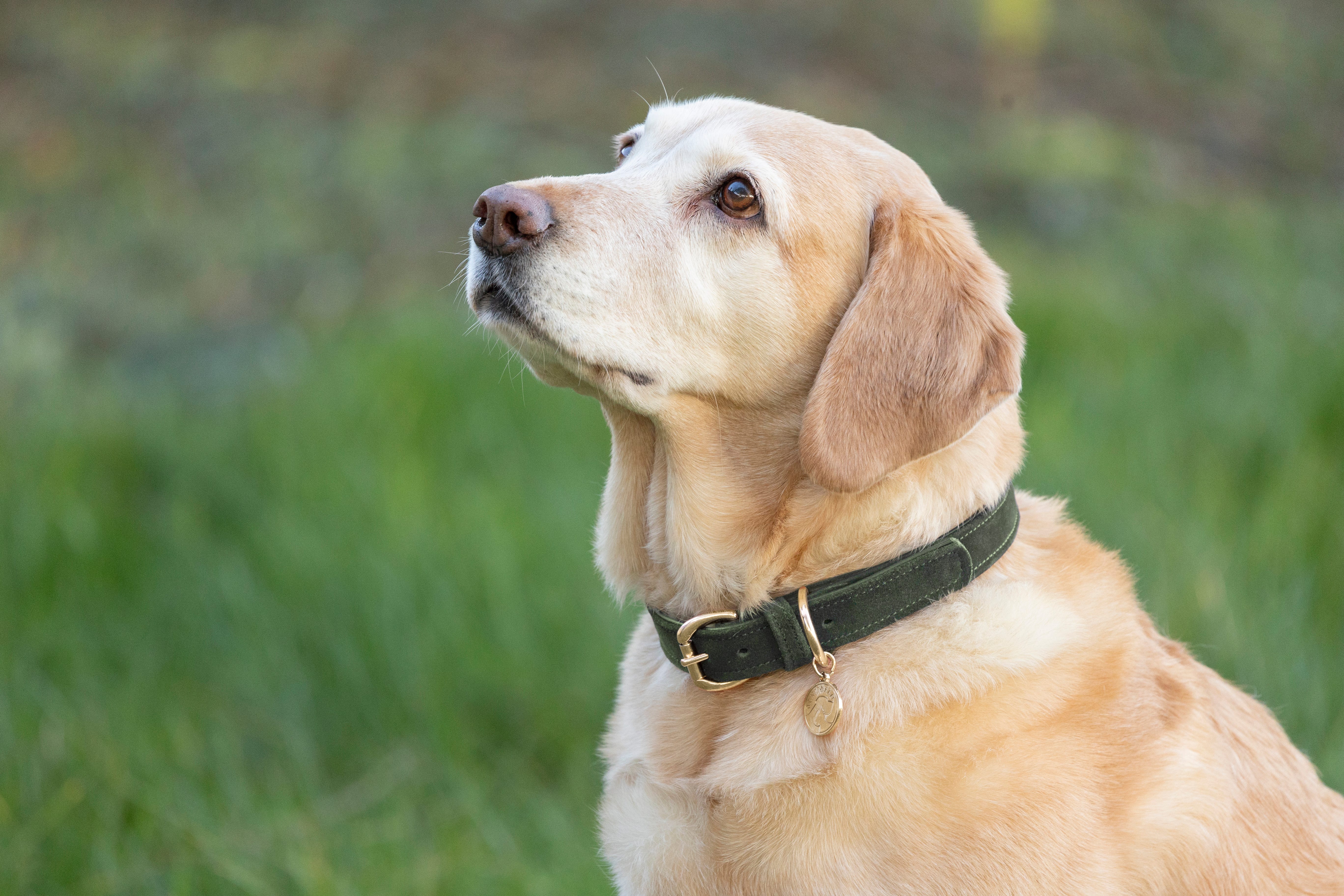 Benji &amp; Flo Noble Suede Dog Collar image 4